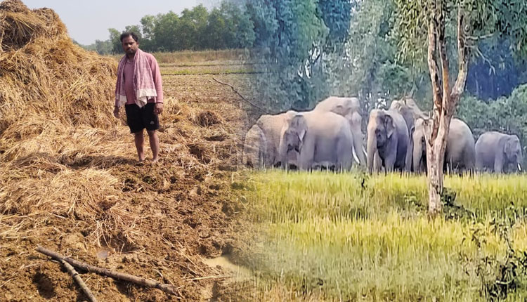 ଚାଷୀଙ୍କୁ ନାକେଦମ କଲାଣି ୧୦ ଟିକିଆ ହାତୀ ପଲ