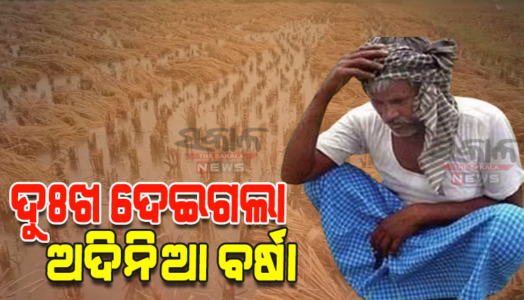 ଚାଷୀଙ୍କ ଅଣ୍ଟା ଭାଙ୍ଗିଦେଲା ଅଦିନିଆ ବର୍ଷା; ହଜାର ହଜାର ଏକର ଜମି ଜଳମଗ୍ନ, ବିଲରେ ବତୁରୁଛି ବର୍ଷକର ପରିଶ୍ରମ