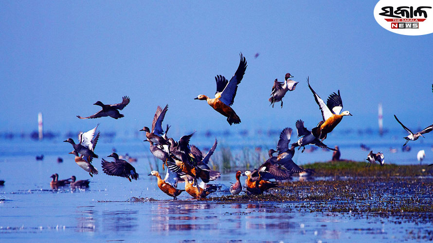 ଆସିଲା ଚିଲିକା ପକ୍ଷୀ ଗଣନା ରିପୋର୍ଟ: ଚିଲିକାରେ ୧୧ ଲକ୍ଷ ୨୭ ହଜାର ୨୨୮ପକ୍ଷୀ, ଦେଶୀ-ବିଦେଶୀଙ୍କ ସଂଖ୍ୟା ହ୍ରାସ