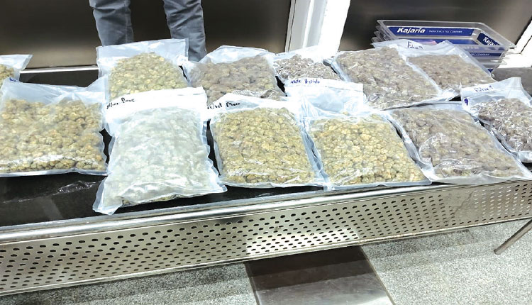 ଭୁବନେଶ୍ୱର ବିମାନବନ୍ଦରରୁ ୧୦ କୋଟିର ମାରିଜୁଆନା ଜବତ, ଦୁଇ ମହିଳା ଗିରଫ