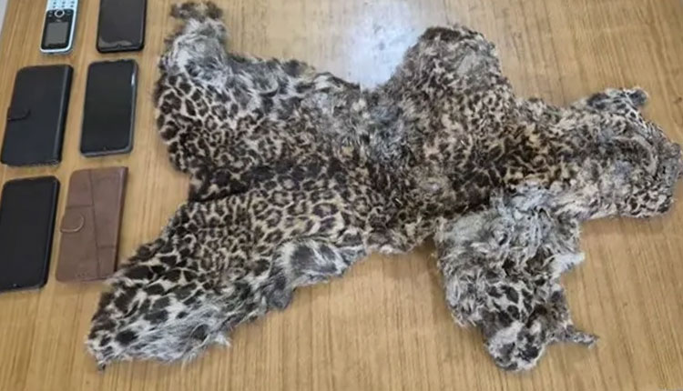 କଲରାପତରିଆ ବାଘଛାଲ ଡିଲ ବେଳେ ବନବିଭାଗର ଚଢ଼ଉ, ୭ ଅଭିଯୁକ୍ତ ଗିରଫ