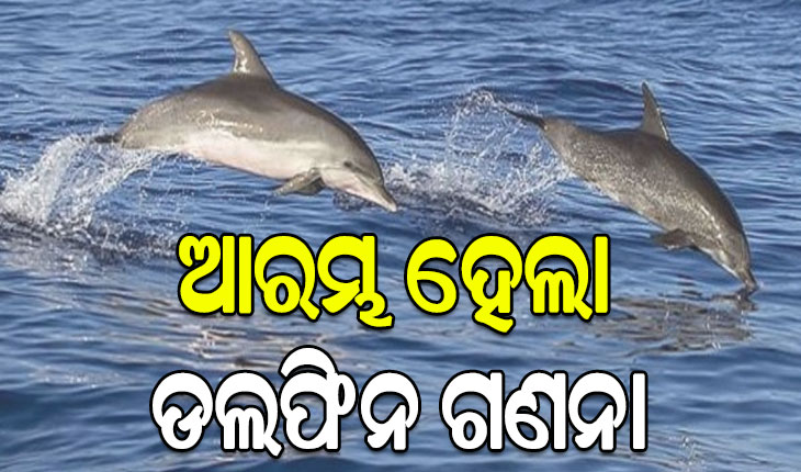 ସାତପଡ଼ା ଚିଲିକାରେ ଆରମ୍ଭ ହେଲା ଡଲଫିନ ଗଣନା, ୧୮ ଟିମ୍ ସାମିଲ