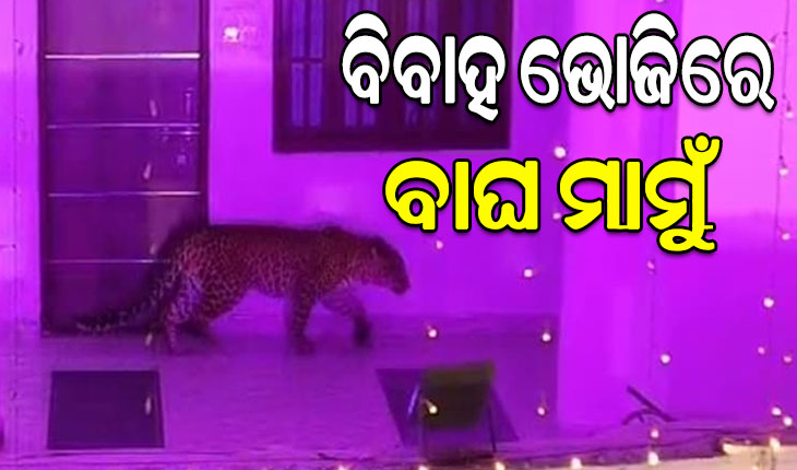 ବିବାହ ଭୋଜିରେ ପଶି ଆସିଲା ବାଘ, ଜୀବନ ବିକଳରେ ଦୌଡିଲେ ବର-କନିଆ