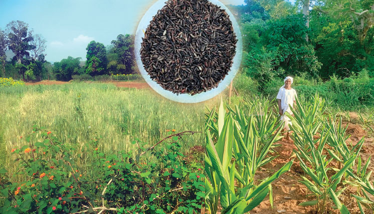 ହସ ଫୁଟାଇଛି ‘କଳା’ଚାଷ