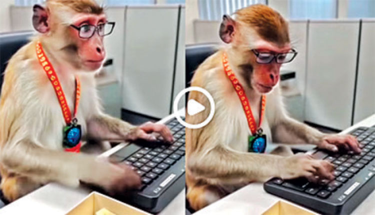 ଏଆଇର କରାମତି, ଚଷମା ଲଗାଇ କମ୍ପ୍ୟୁଟର ଚଲାଉଛି ମାଙ୍କଡ଼