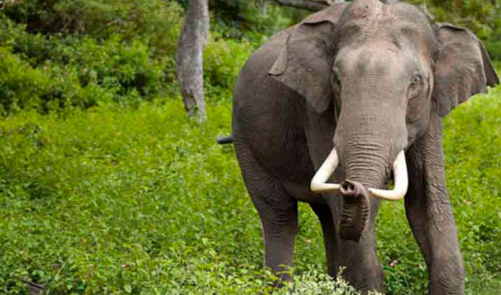 ଘର କାନ୍ଥ ଭାଙ୍ଗି ମହିଳାଙ୍କୁ ଟାଣି ଆଣି ଦଳି ଦେଲା ଦନ୍ତା