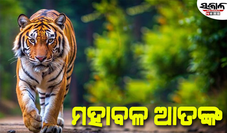 ମୁଣ୍ଡେଶ୍ୱର ଜଙ୍ଗଲରେ ବୁଲୁଛି ମହାବଳ ବାଘ…