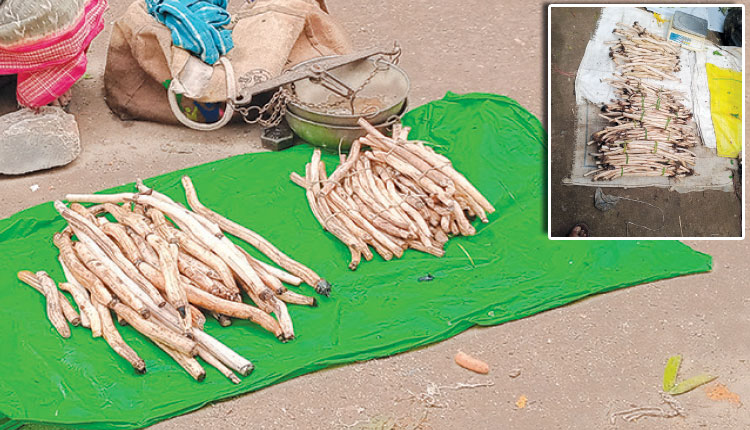 ପୂର୍‌ନୀ କନ୍ଦାରୁ ଜୀବିକା ଧନ୍ଦା ପାଲଟିଛି ଗରିବଙ୍କ ରୋଜଗାର ମାଧ୍ୟମ