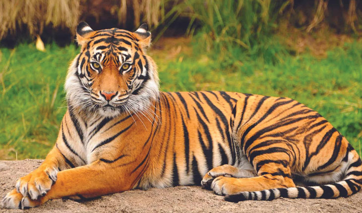 ଶିମିଳିପାଳରେ ବାଘ ଗଣନା ପ୍ରକ୍ରିୟା ଆରମ୍ଭ