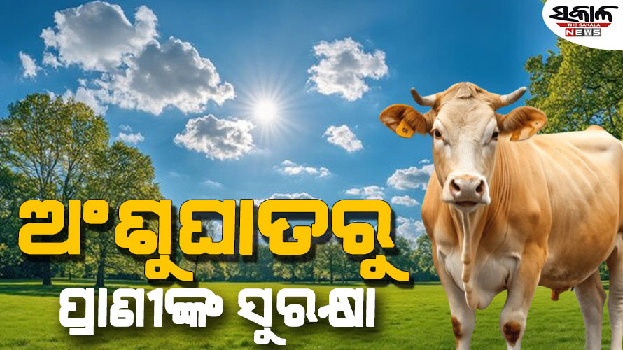 ଗୃହପାଳିତ ପଶୁଙ୍କୁ ଅଂଶୁଘାତ କବଳରୁ ସୁରକ୍ଷିତ ରଖିବାର ଉପାୟ…..