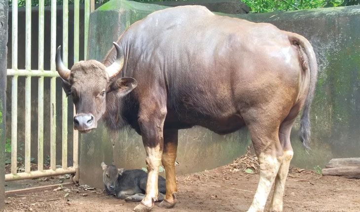 ନନ୍ଦନକାନନରେ ନୂଆ ଅତିଥି, ୭ରେ ପହଞ୍ଚିଲା ଗୟଳଙ୍କ ସଂଖ୍ୟା…..