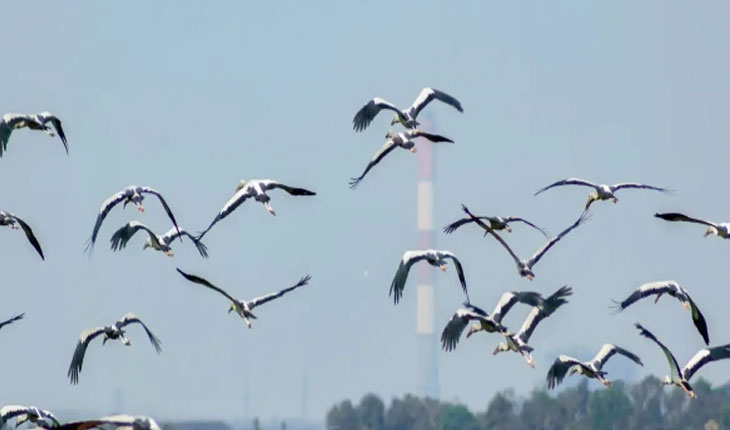  ଆସନ୍ତା ୩୦ ତାରିଖରୁ ଭିତରକନିକାରେ ପକ୍ଷୀ ଗଣନା…..