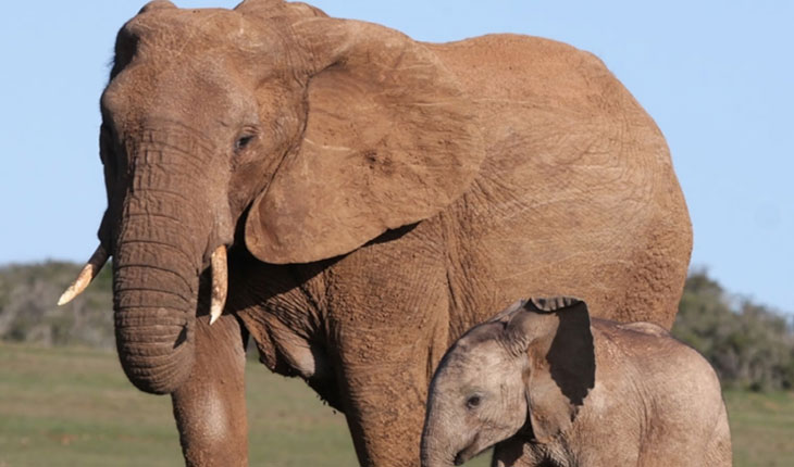 ଆଜି ବିଶ୍ୱ ହସ୍ତୀ ଦିବସ; ଓଡ଼ିଶା ଦନ୍ତାଙ୍କୁ ପେଟ ଚିନ୍ତା, ଓଡ଼ିଶା ଦନ୍ତାଙ୍କୁ ପେଟ ଚିନ୍ତା