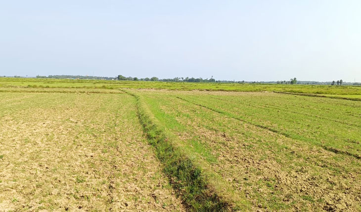 ଅନିୟମିତ ବୃଷ୍ଟିପାତ ଯୋଗୁଁ ମଠେଇଛି ଚାଷ କାର୍ଯ୍ୟ