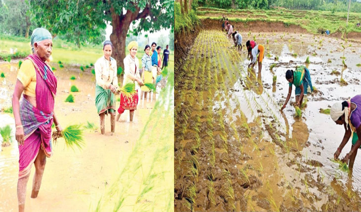 ବେଦାନ୍ତ ଲାଞ୍ଜିଗଡ଼ ପ୍ରୋଜେକ୍ଟ ‘ସଙ୍ଗମ’ ଜରିଆରେ କଳାହାଣ୍ଡିରେ ଧାନ ଉତ୍ପାଦନ ବୃଦ୍ଧି କୌଶଳକୁ ପ୍ରୋତ୍ସାହିତ କରୁଛି