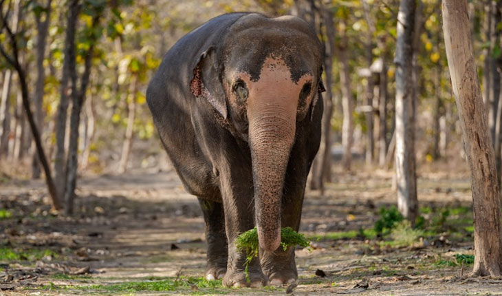 ‘ମାଧୁରୀ’କୁ ନେଇ ବନତାରା ପକ୍ଷରୁ ସ୍ପଷ୍ଟୋକ୍ତି: ହାତୀ ମାଧୁରୀ ନନ୍ଦିନୀ ମଠକୁ ଫେରିବାରେ ସୁପ୍ରିମକୋର୍ଟରେ ସାଥ ଦେବ ବନତାରା….
