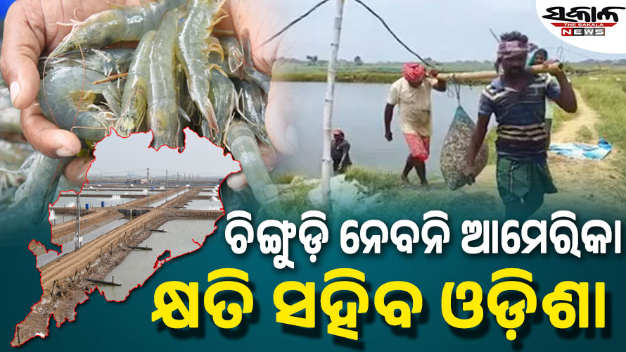 ଟ୍ରମ୍ପ୍‌ଙ୍କ ଆଉ ଏକ ଝଟ୍‌କା : ଭାରତରୁ ଚିଙ୍ଗୁଡ଼ି ଆମଦାନୀ ବନ୍ଦ କରିବ ଆମେରିକା, ୧୬୦୦ କୋଟିର କ୍ଷତି ସହିବ ଓଡ଼ିଶା