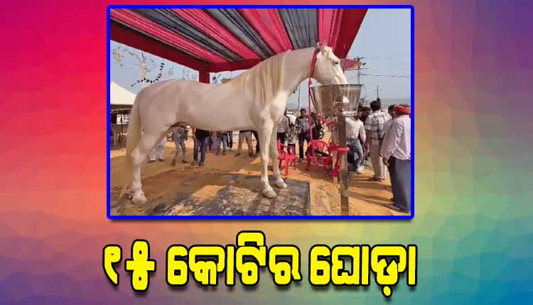 ଆଜମେରର ପୁଷ୍କରରେ ପଶୁ ମେଳା: ଚର୍ଚ୍ଚାରେ ୧୫ କୋଟିର ଘୋଡ଼ା ‘ଶାବାଜ’