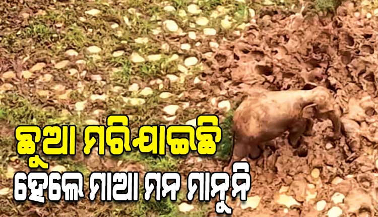 ମା’ ପ୍ରେମ ଏମିତି...ନବଜାତ ହାତୀ ଶବକୁ ଜଗି ରହିଲା ମା’