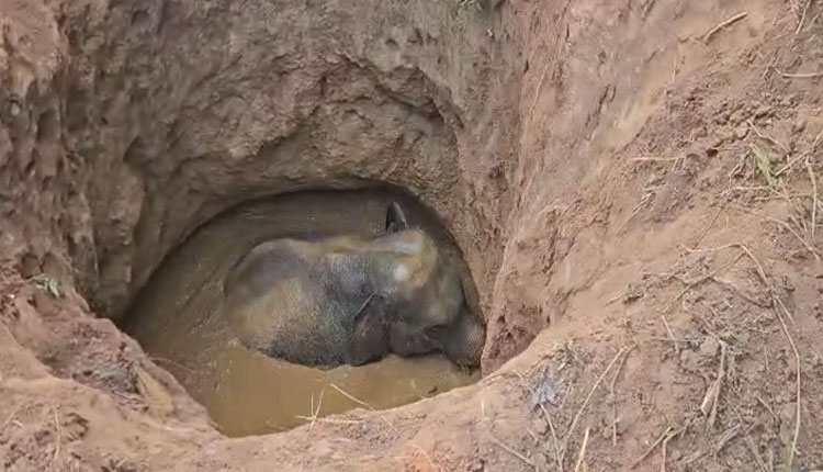 କୂଅକୁ ଖସିପଡ଼ିଲା ହାତୀ, ୨ଘଣ୍ଟାର ଉଦ୍ୟମ ପରେ ଉଦ୍ଧାର କଲେ ବନ ବିଭାଗ ଓ ଅଗ୍ନିଶମ ବାହିନୀ