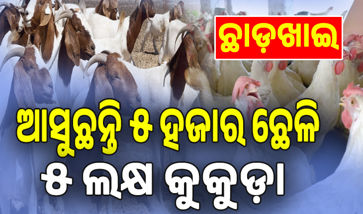 ଗୁରୁବାର ମାଡ଼ଖାଇବ; ଶୁକ୍ରବାର ହେବ ଛାଡ଼ ଭିଡ଼: ଆସୁଛନ୍ତି ୫ ହଜାର ଛେଳି, ୫ ଲକ୍ଷ କୁକୁଡ଼ା...