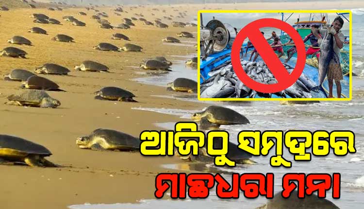 ଆଜିଠୁ ସମୁଦ୍ରରେ ମାଛଧରା ନିଷେଧ, ଅଲିଭ୍ରିଡଲେ କଇଁଛଙ୍କ ପ୍ରଜନନ ପାଇଁ ୭ ମାସ କଟକଣା ଜାରି