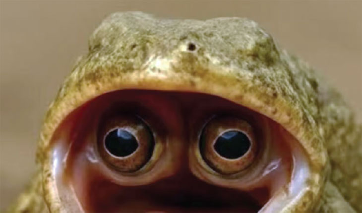 ବିରଳ ବେଙ୍ଗ: ପାଟିରେ ଦେଖେ ଦୁନିଆ