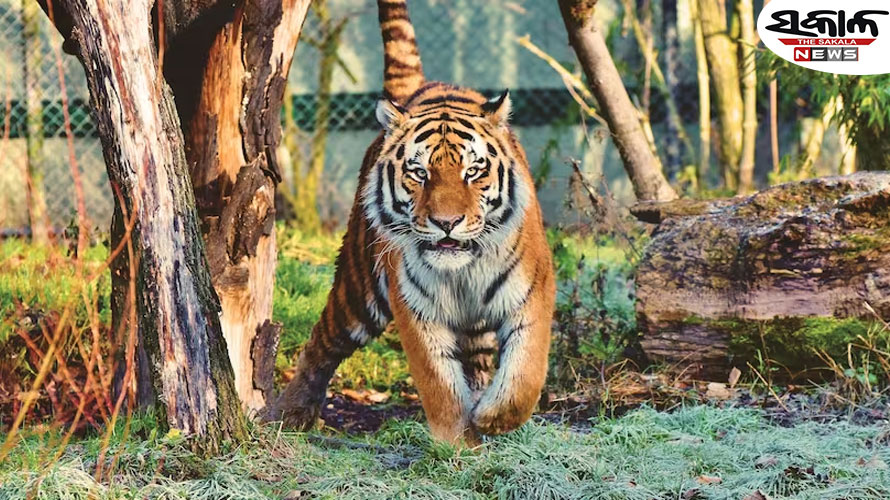 ଶିମିଳିପାଳରେ ଆଜିଠୁ ପ୍ରଥମ ପର୍ଯ୍ୟାୟ ବାଘ ଗଣନା ଆରମ୍ଭ...