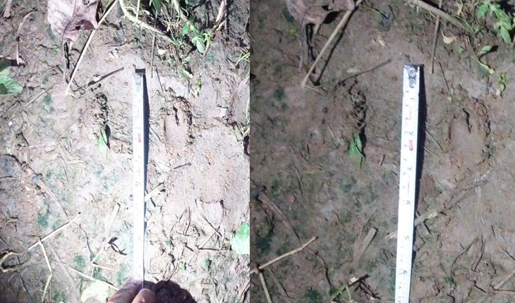 ପାଟଣା ରେଞ୍ଜରେ ମହାବଳ ବାଘର ପାଦ ଚିହ୍ନ ଠାବ, ଜଙ୍ଗଲରେ ଲାଗିଲା ୩୫ଟି ଟ୍ରାପ କ୍ୟାମେରା...