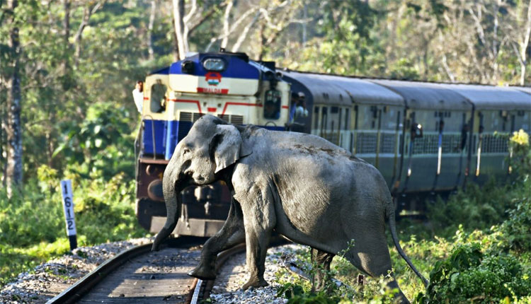 ଟ୍ରାକ୍ ପାର୍ ହେଉଥିବା ବେଳେ ହାତୀପଲଙ୍କୁ ଧକ୍କାଦେଲା ରାଜଧାନୀ ଏକ୍ସପ୍ରେସ୍; ୮ ହାତୀ ମୃତ, ଇଞ୍ଜିନ୍ ସମେତ ୫ଟି କୋଚ୍ ଲାଇନଚ୍ୟୁତ