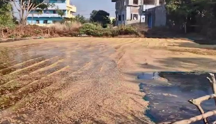 ପିଏଚଡି ପାଇପ ଫାଟିଯିବାରୁ ପାଣିରେ ଭିଜି ନଷ୍ଟ ହୋଇଗଲା ବସ୍ତା ବସ୍ତା ଧାନ, ଚିନ୍ତାରେ ଚାଷୀ