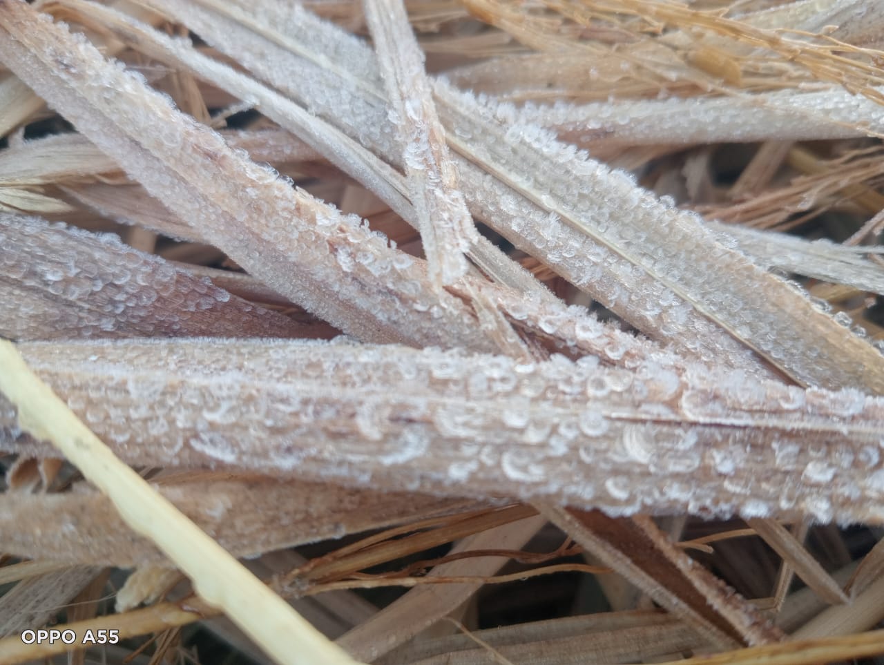 Kashmir Of Odisha; ଦାରିଙ୍ଗବାଡିରେ ଚଳିତ ବର୍ଷର ପ୍ରଥମ ତୁଷାରପାତ: ୭ ଡ଼ିଗ୍ରୀରେ ଥରୁଛି ‘ଓଡ଼ିଶାର କାଶ୍ମୀର’, ହାଡ଼ଭଙ୍ଗା ଜାଡ଼ରେ ଅସ୍ତବ୍ୟସ୍ତ ଜନଜୀବନ