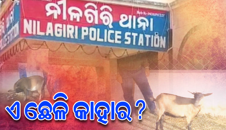 'ଗୋଟିଏ ଛେଳିକୁ ଦୁଇଜଣ ମାଲିକ', ପ୍ରକୃତ ମାଲିକକୁ ଚିହ୍ନିବାକୁ ଥାନାରେ ଛେଳିର ଟିଆଇ ପରେଡ୍