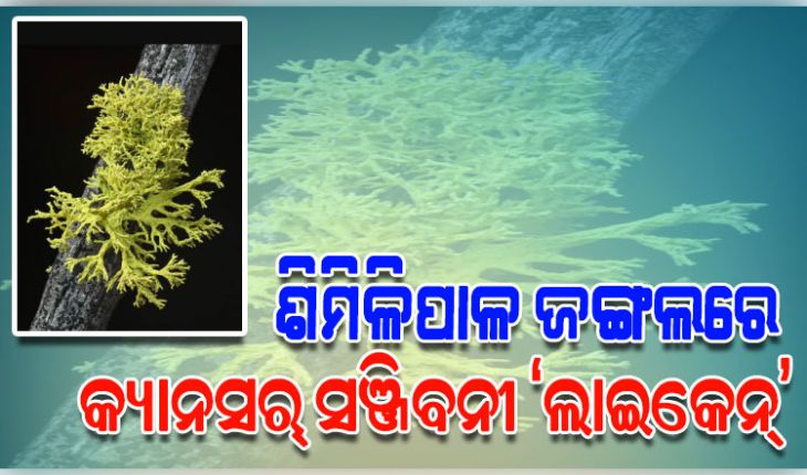 ଶିମିଳିପାଳ ଜଙ୍ଗଲରେ ରହିଛି କ୍ୟାନସର୍‌ ସଞ୍ଜିବନୀ ‘ଲାଇକେନ୍‌’