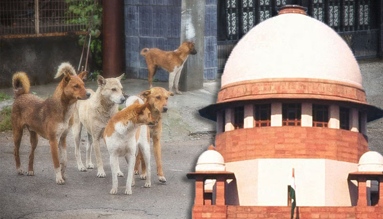 କୁକୁର କେତେବେଳେ କାମୁଡ଼ିବ ଜାଣିବା ଅସମ୍ଭବ, ରାସ୍ତା କୁକୁର ମୁକ୍ତ ହେବା ଦରକାର: ସୁପ୍ରିମକୋର୍ଟ