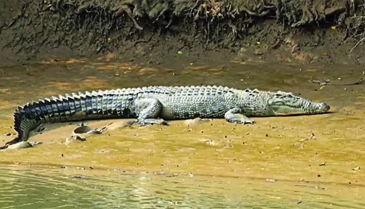 ଶିମିଳିପାଳରେ କୁମ୍ଭୀର ସଂଖ୍ୟା ୮୪କୁ ବୃଦ୍ଧି, ଗତବର୍ଷଠୁ ୩ଟି ବଢିଥିବା ସୂଚନା