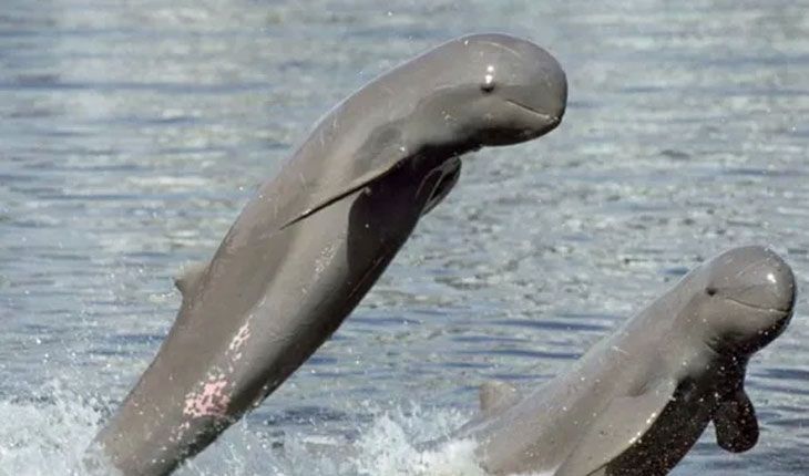 ଆସନ୍ତାକାଲିଠାରୁ ୩ ଦିନ ପର୍ଯ୍ୟନ୍ତ ଚିଲିକାରେ ହେବ ଡଲଫିନ୍ ଗଣନା