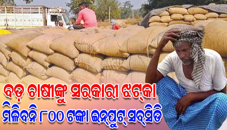 ବଡ଼ ଚାଷୀଙ୍କୁ ସରକାରୀ ଝଟ୍‌କା: ମିଳିବନି ୮୦୦ ଟଙ୍କା ଇନ୍‌ପୁଟ୍‌ ସବ୍‌ସିଡି, କ୍ଷତିଗ୍ରସ୍ତ ହେବେ ୭ ଏକରରୁ ଅଧିକ ଚାଷ କରିଥିବା ଚାଷୀ