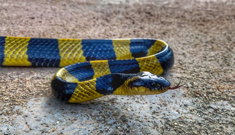 ସାପକୁ ବେକରେ ପକାଇ ବାହାଦୁରି ଦେଖାଉଥିଲେ ଯୁବକ, ଚୋଟ ଖାଇ ମେଡିକାଲରେ ଭର୍ତ୍ତି ହେଲେ