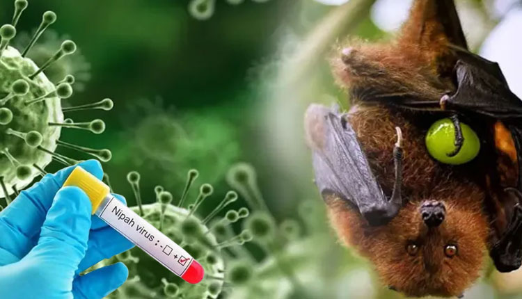 ନିପା ଭାଇରସକୁ ନେଇ ଓଡ଼ିଶା ବର୍ତ୍ତମାନ ଭୟ କରିବା ଦରକାର ନାହିଁ: ଜନସ୍ଵାସ୍ଥ୍ୟ ନିର୍ଦ୍ଦେଶକ