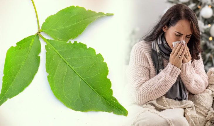 କେବଳ ପୂଜା ନୁହେଁ, ସ୍ୱାସ୍ଥ୍ୟ ପାଇଁ ମଧ୍ୟ ବରଦାନ ‘ବେଲ ପତ୍ର’; ଜାଣନ୍ତୁ ବ୍ୟବହାର କରିବାର ୫ଟି ଉପାୟ