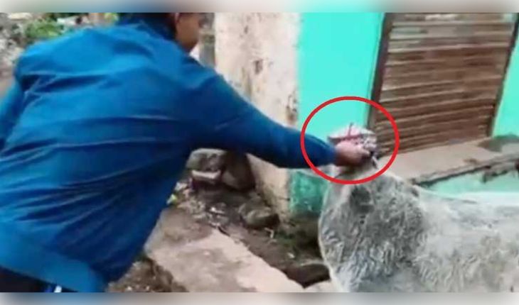 ଗୋମାତାଙ୍କୁ ପିନ୍ଧାଇଲେ ଟୋପି, ଲେଖିଲେ 'ସେହେରୀ ପରେ ମସ୍ତି': ଭିଡିଓ ଭାଇରାଲ ପରେ ମଧ୍ୟପ୍ରଦେଶରେ ତୁମୁଳକାଣ୍ଡ