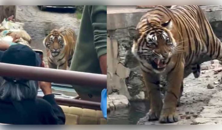 ମହାବଳ ବାଘକୁ ଘେରିଗଲେ ପର୍ଯ୍ୟଟକ, ଭାଇରାଲ ଭିଡିଓ ଦେଖି ଲୋକେ କ୍ଷୁବ୍ଧ