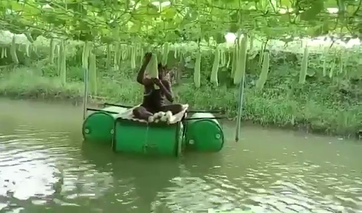 Viral Video: ତଳେ ମାଛ, ଉପରେ ଲାଉ: ସୁନ୍ଦରଗଡ଼ ଚାଷୀଙ୍କ 'ସ୍ମାର୍ଟ ଫାର୍ମିଂ'