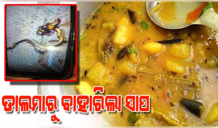 ଭୋଜି ଡାଲମାରୁ ବାହାରିଲା ମଲା ସାପ, ଭୟରେ ମେଡିକାଲ ଦୌଡିଲେ ୪୦ରୁ ଉର୍ଦ୍ଧ୍ୱ ଲୋକ