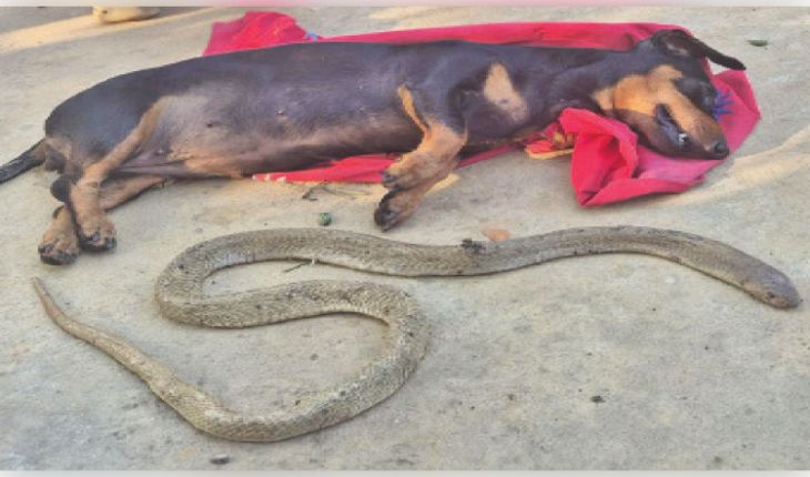 ଘରେ ପଶୁଥିଲା ନାଗ ସାପ, ଦେଖିଦେଲା ପୋଷା କୁକୁର; ଲଢେଇରେ ଚାଲିଗଲା ଉଭୟଙ୍କ ଜୀବନ 