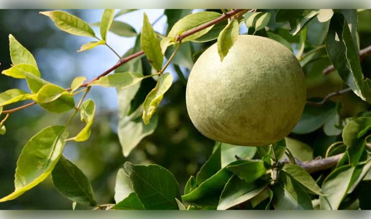 ସ୍ୱାସ୍ଥ୍ୟ ପାଇଁ ବରଦାନ 'ବେଲ ପତ୍ର', ଜାଣନ୍ତୁ ଏହାର ଆଶ୍ଚର୍ଯ୍ୟଜନକ ଔଷଧୀୟ ଗୁଣ