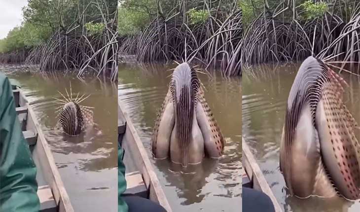 ସୋସିଆଲ ମିଡିଆରେ ଭାଇରାଲ ‘ମ୍ୟାନଗ୍ରୋଭ ମନଷ୍ଟର’ ଭିଡିଓର ସତ୍ୟତା; ଜାଣନ୍ତୁ କ’ଣ ଏହି ବିଚିତ୍ର ଜୀବ?