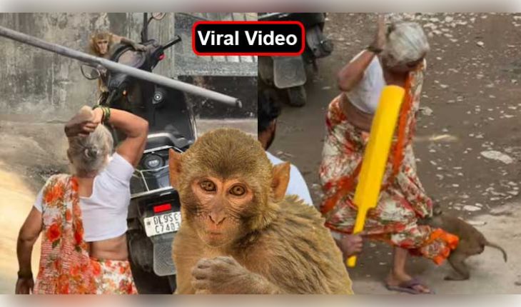 ଦିଲ୍ଲୀରେ ବୃଦ୍ଧା ଏବଂ ମାଙ୍କଡ଼ ମଧ୍ୟରେ ସଂଘର୍ଷର ଭିଡିଓ ଭାଇରାଲ: ୧୩୩ ନିୟୁତରୁ ଅଧିକ ଭ୍ୟୁଜ୍ ସହ କାହାର ଭୁଲ୍ ସେ ନେଇ ତୀବ୍ର ଚର୍ଚ୍ଚା