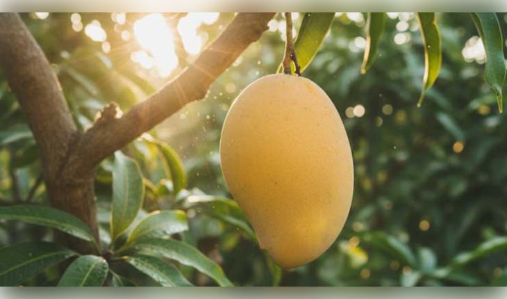 ବିଶ୍ୱର ସବୁଠାରୁ ଦାମୀ ଆମ୍ବ: କିଲୋଗ୍ରାମ ପିଛା ମୂଲ୍ୟ ୩ ଲକ୍ଷ ଟଙ୍କା, ଜାଣନ୍ତୁ 'ମିୟାଜାକି' ଆମ୍ବର ବିଶେଷତ୍ୱ